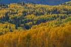 USA-Colorado-Uncompahgre National Forest Autumn-colored forest Art Print